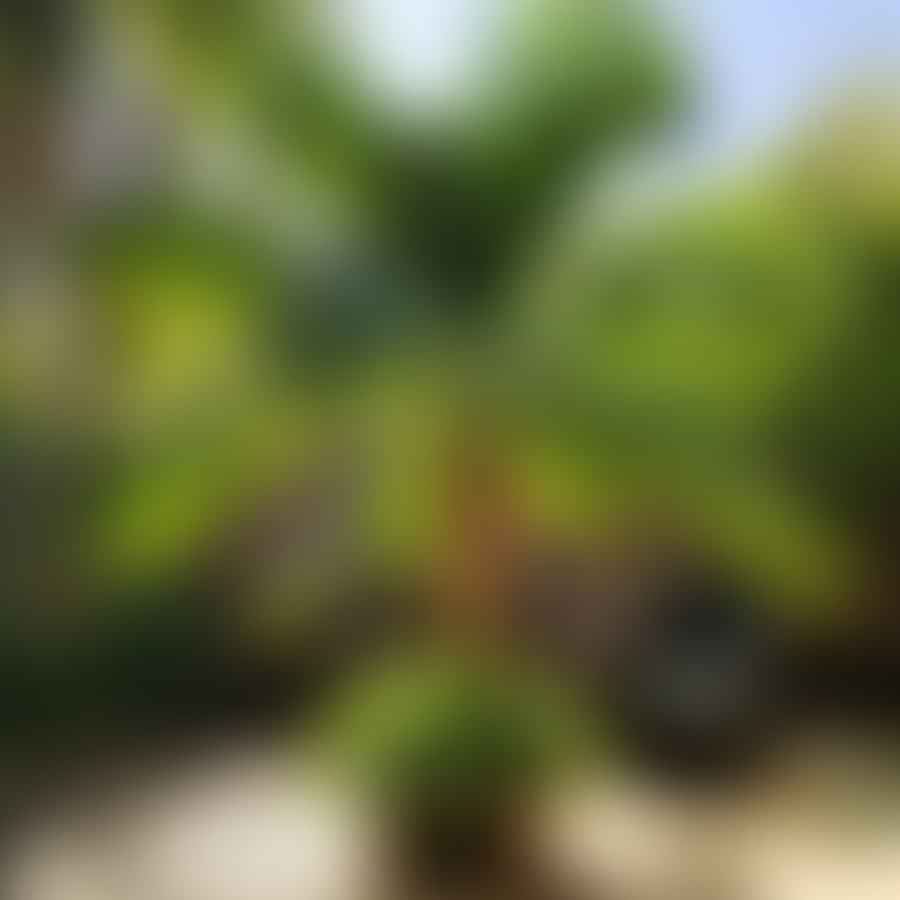 Areca Palm in a backyard