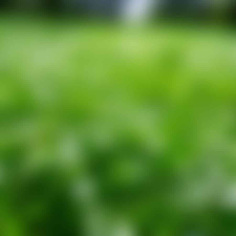 A lush clover lawn with tiny white flowers