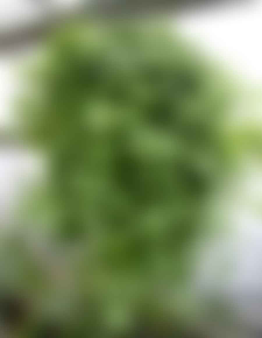 Swedish Ivy in a hanging basket